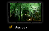 Bamboo