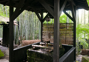竹ふえの竹林水